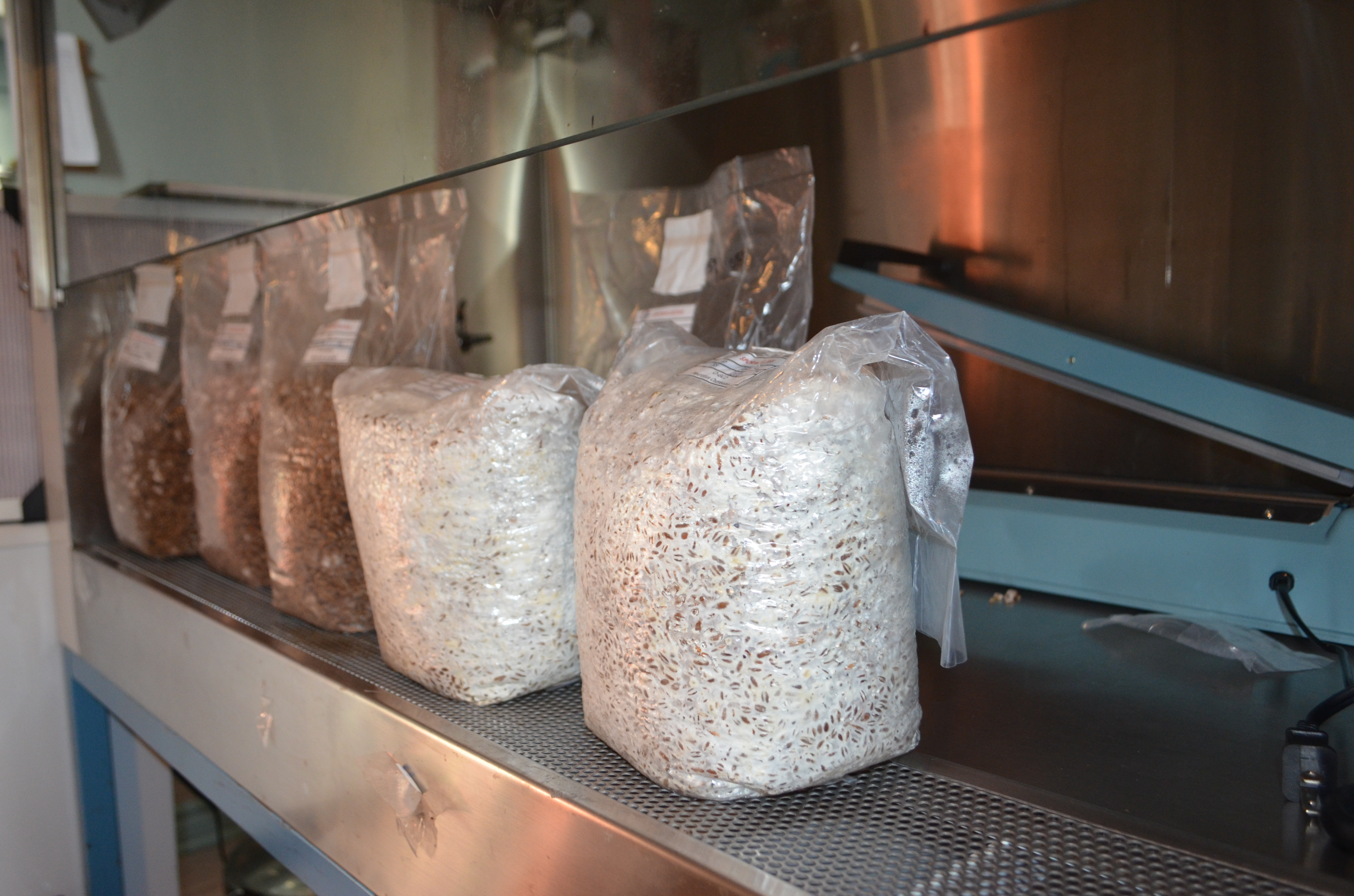 bloc de production champignon