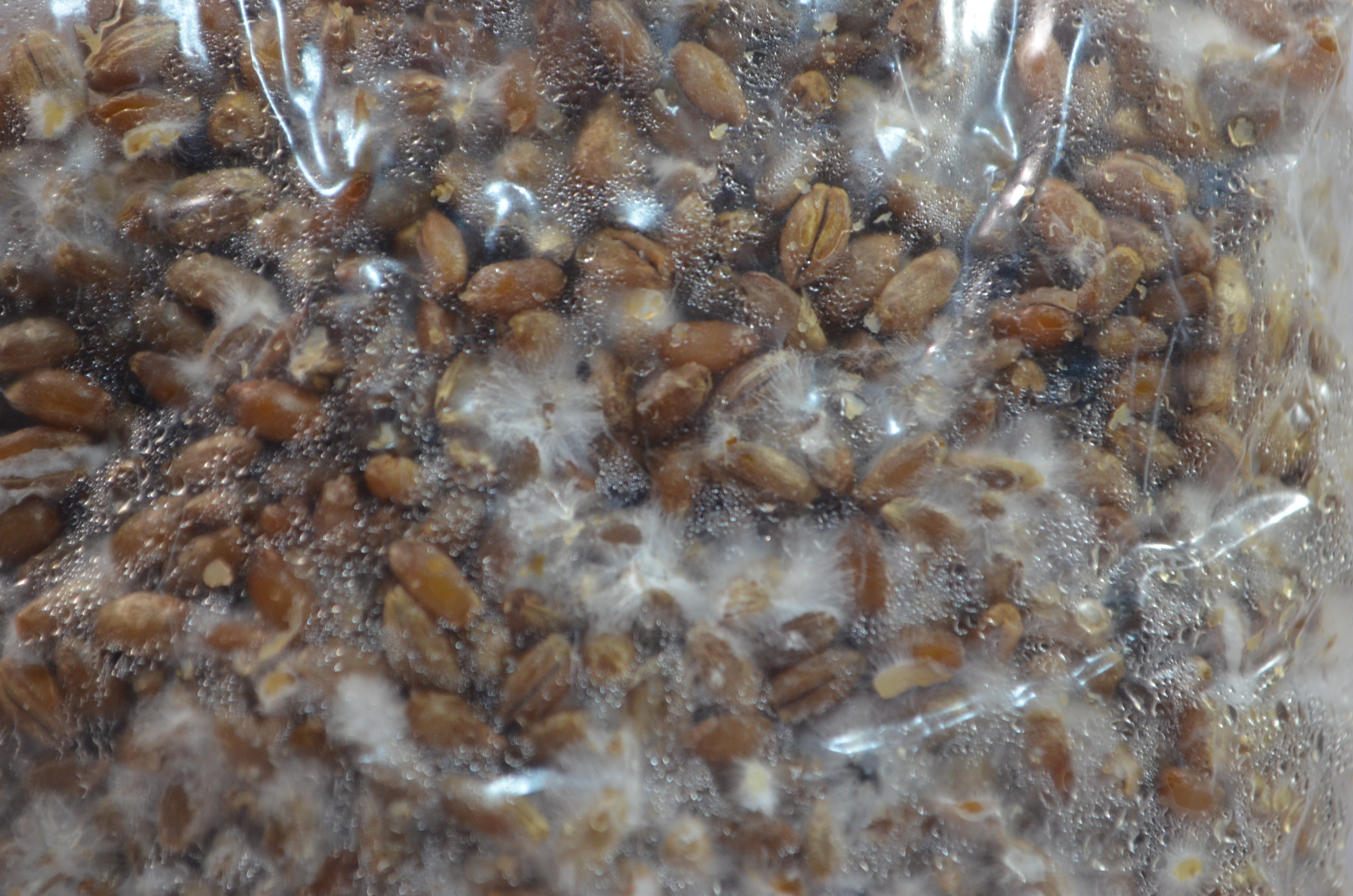 grain