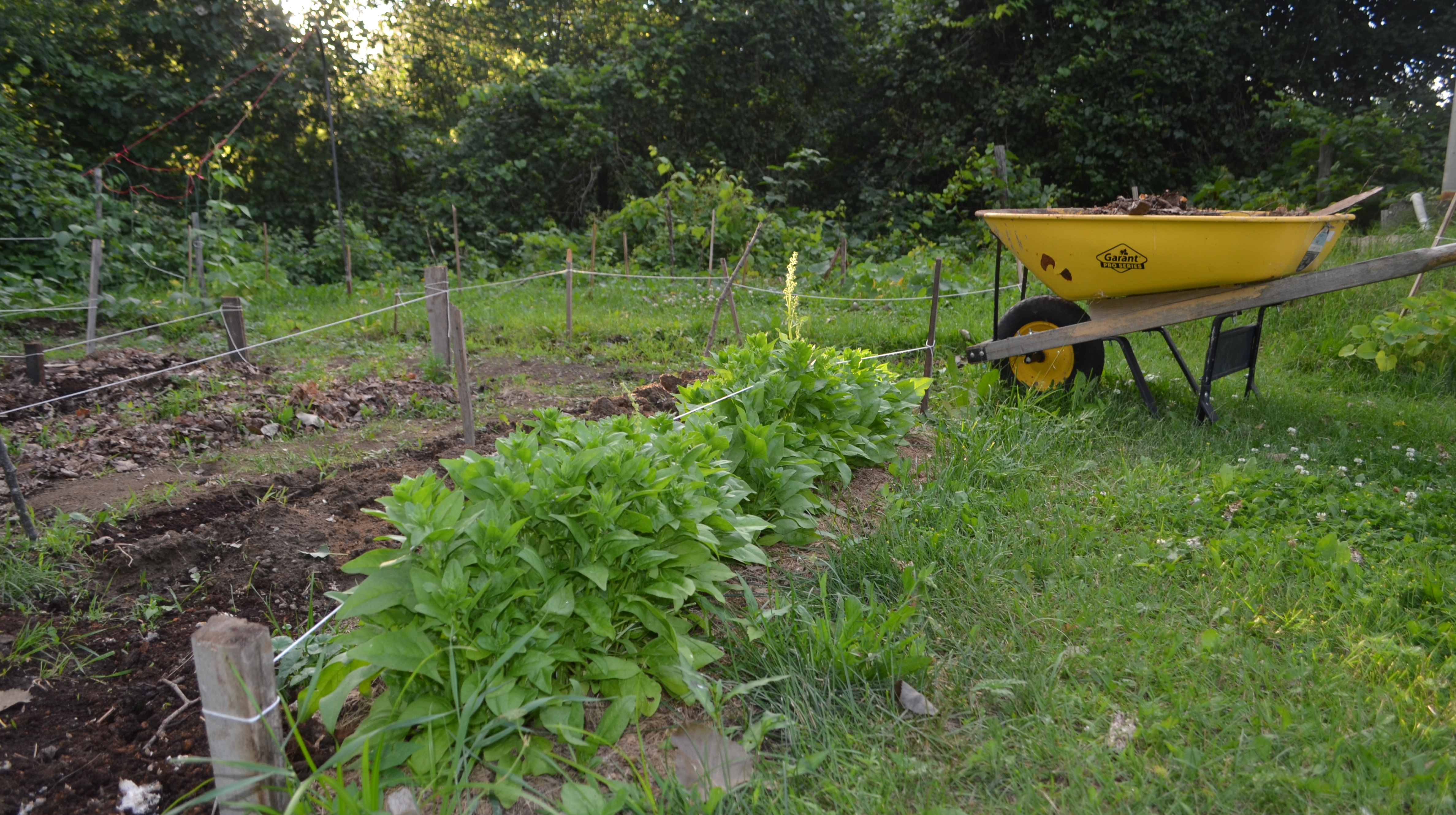 jardin