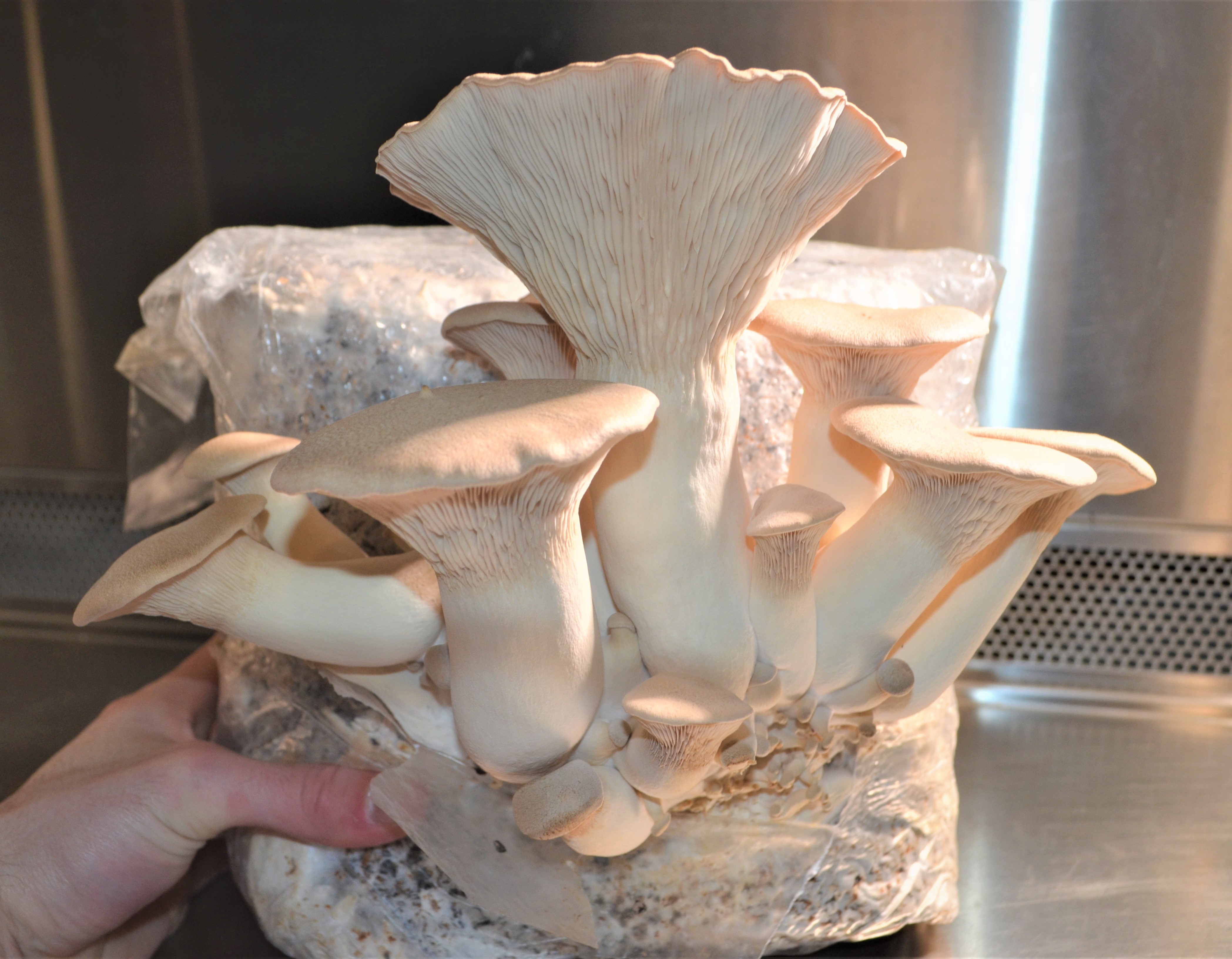 bloc de production champignon
