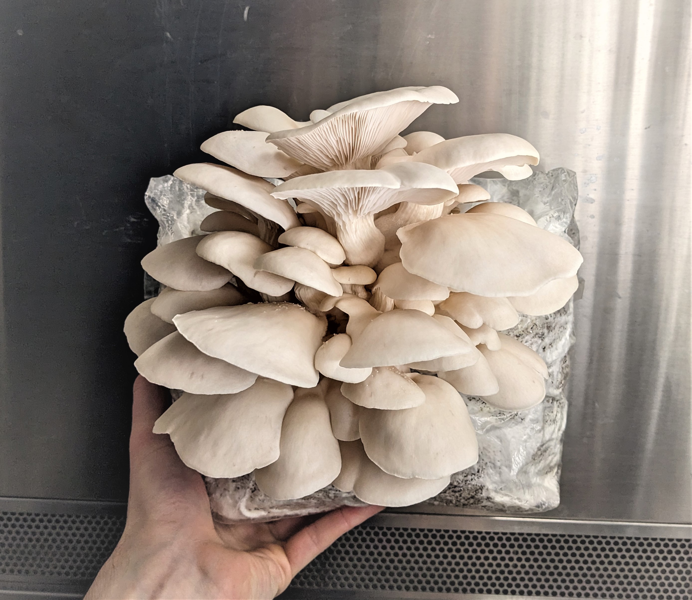 bloc de production champignon