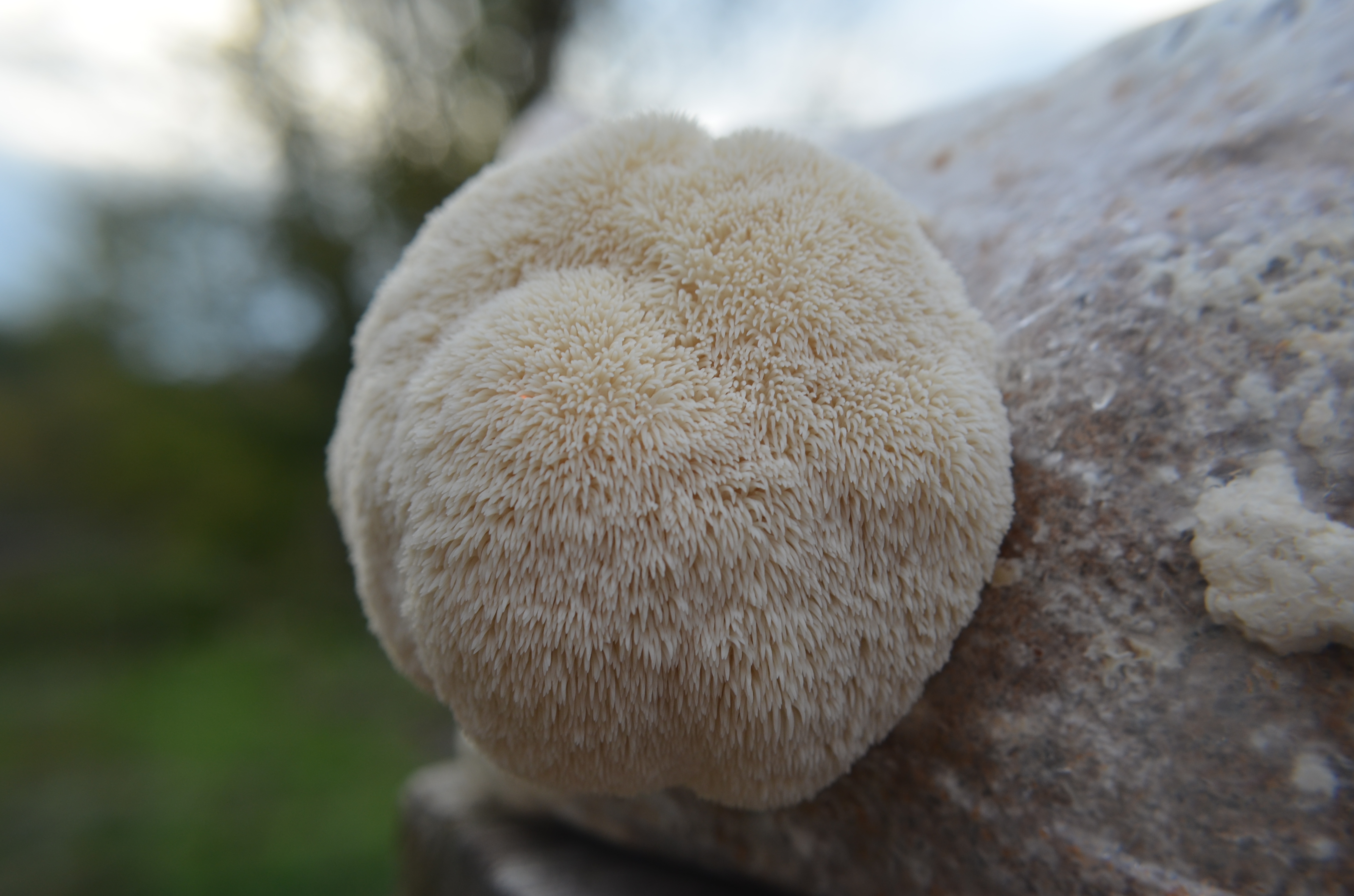 bloc de production champignon