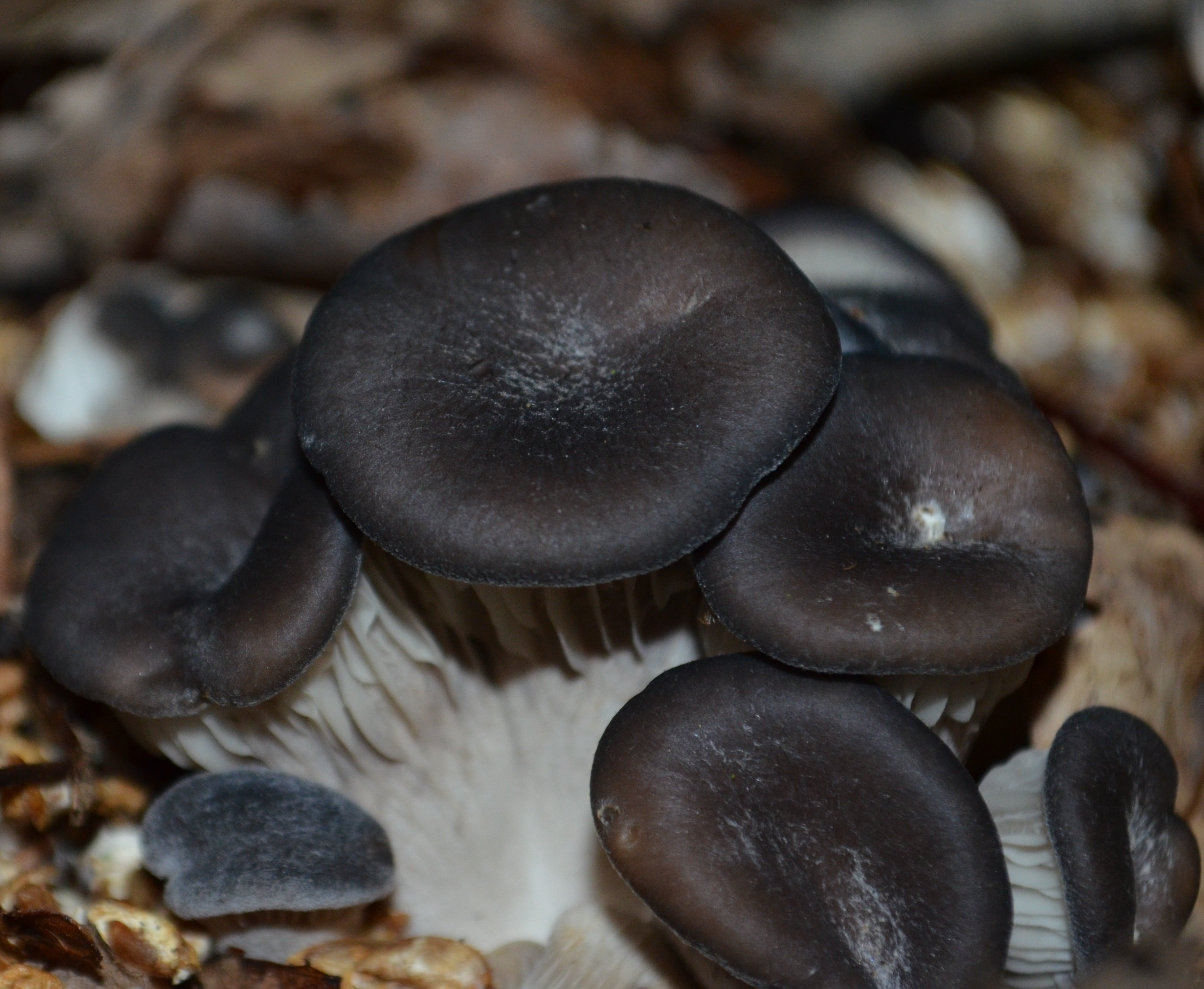 bloc de production champignon