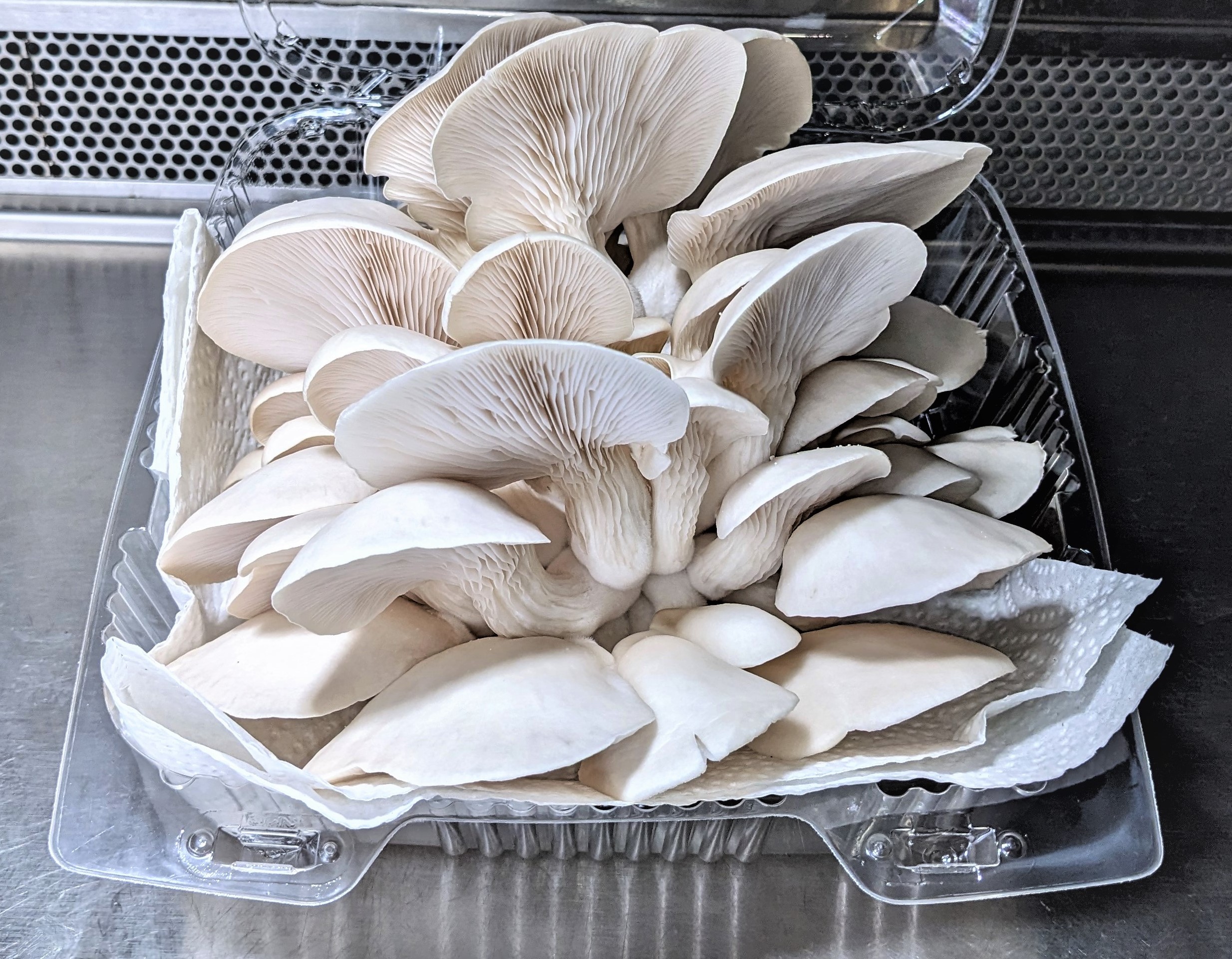 bloc de production champignon