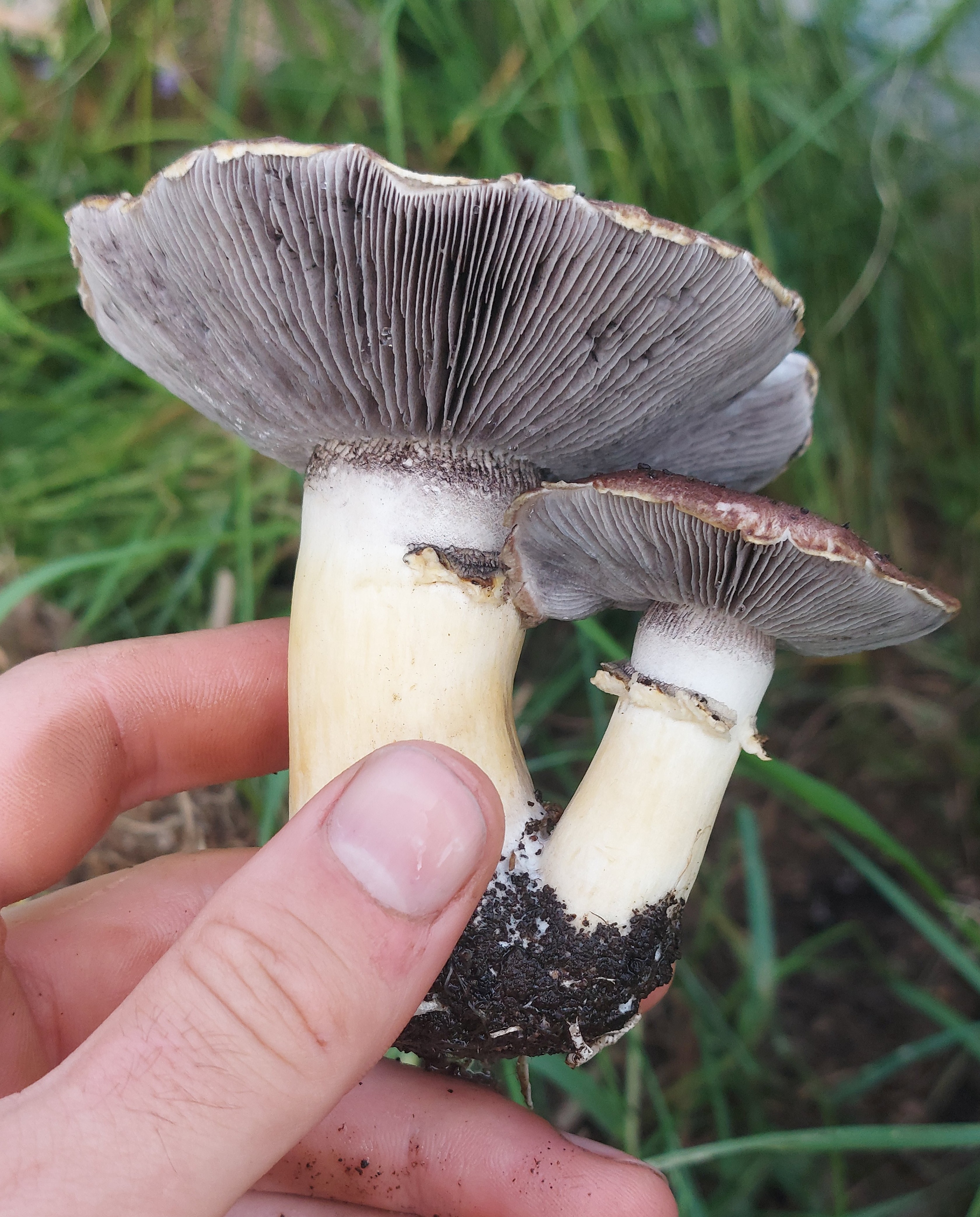 bloc de production champignon