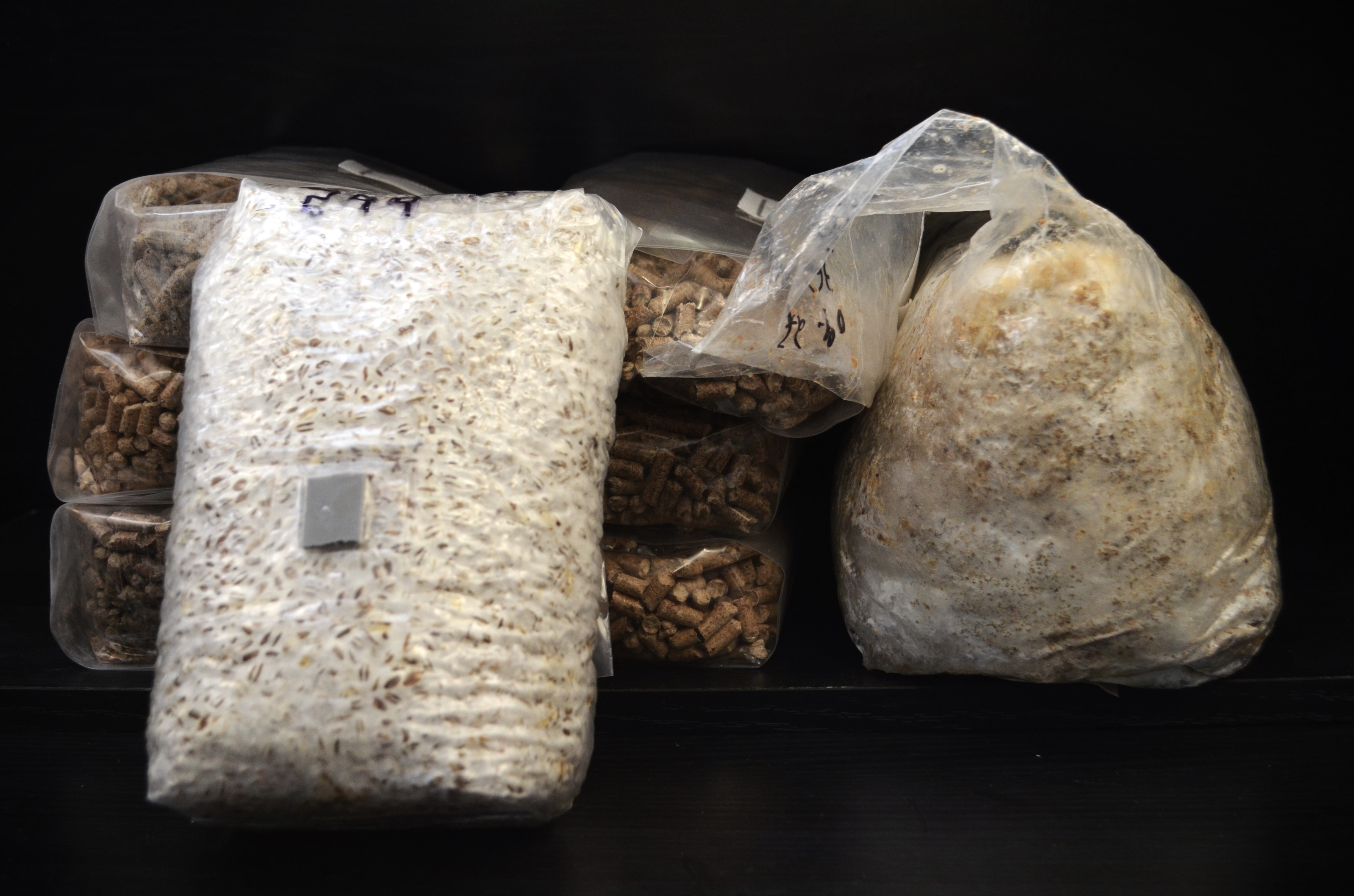 bloc de production champignon
