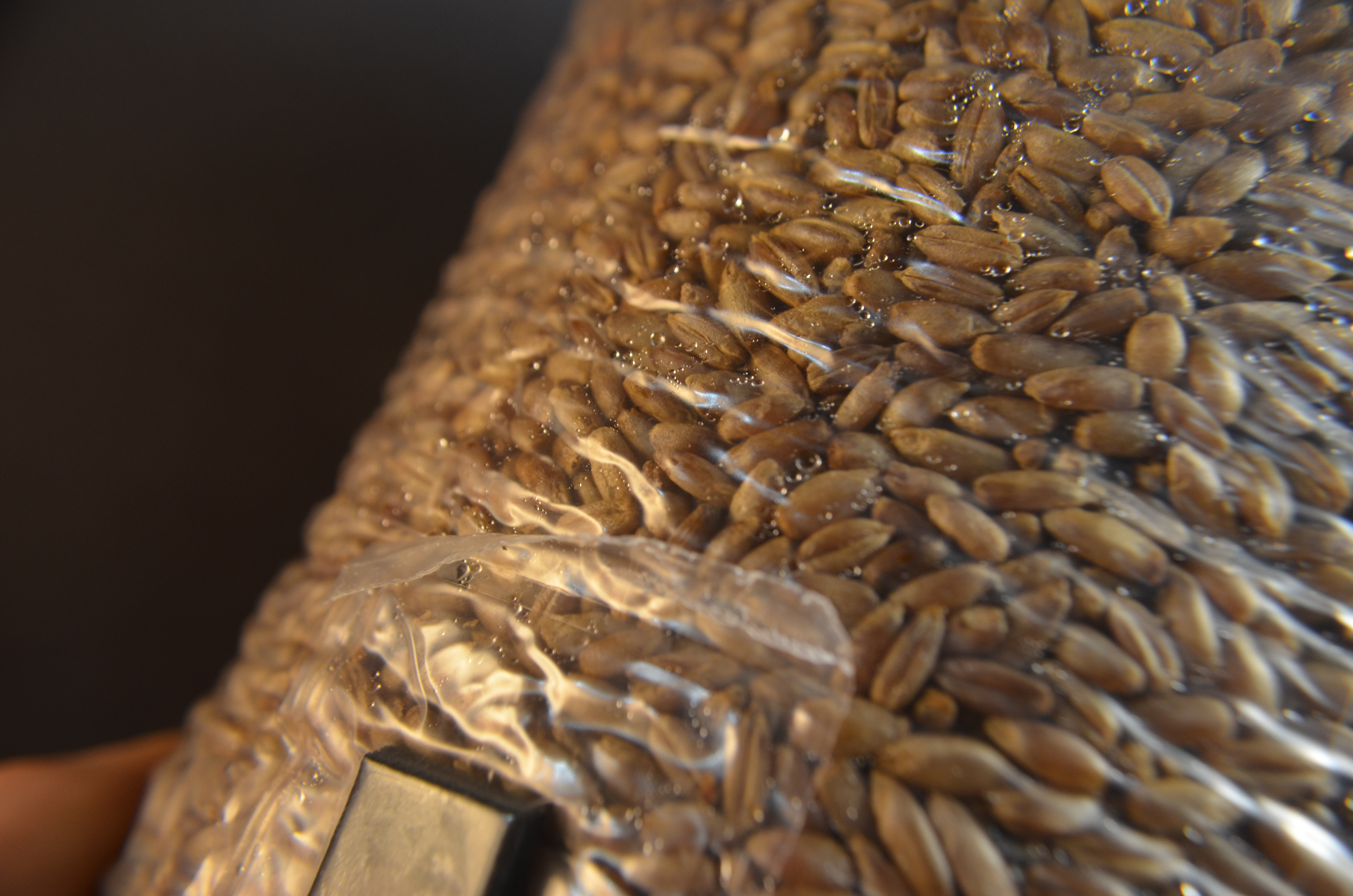 grain stérile en sac avec port d'injection